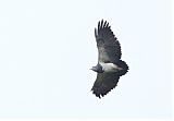 Black-chested Buzzard-Eagleborder=